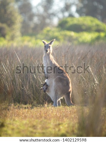 mother and baby kangaroo NSW Australia