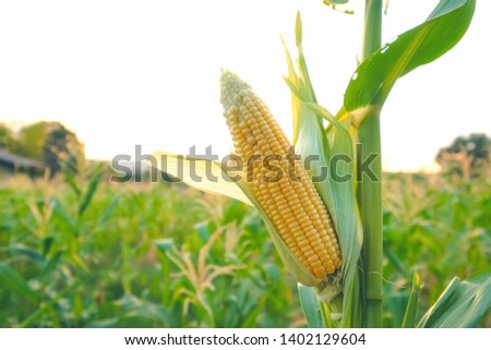 A selective focus picture of corn cob at organic corn field. 