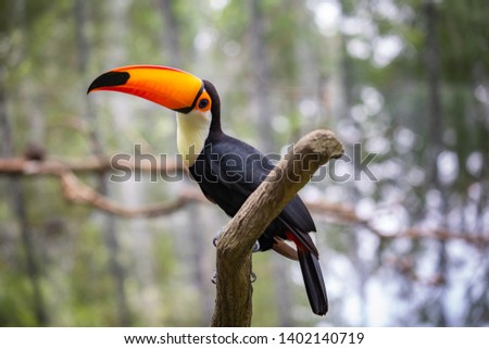 toco toucan is the largest and probably the best known species in the toucan family.