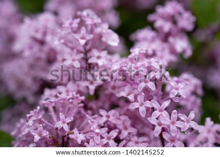 Lilac flowers on a rainy day