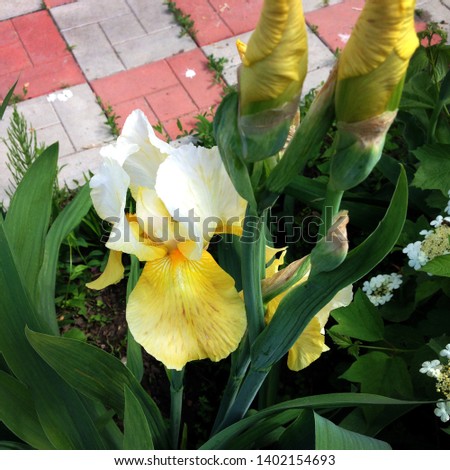 Macro photo nature flowers yellow irises. Background blooming flowers yellow irises grow in a flowerbed.