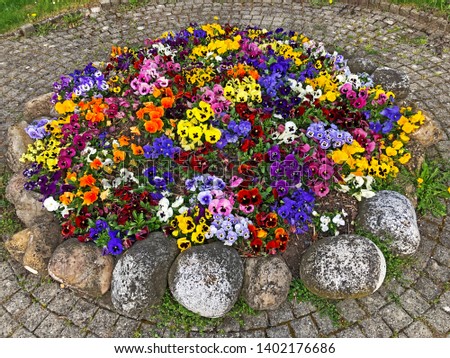 Flowers pansies as a street decoration in the Vitznau settlement - Canton of Lucerne, Switzerland