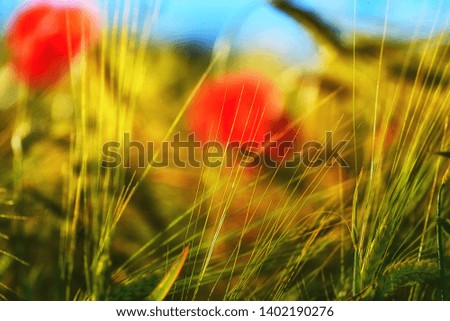 Wheat plants and poppies in the background.