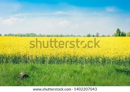 rape blooms on the field (Brassica Napus), with yellow flowers texture background, agricultural plant in Kiev region, Ukraine 