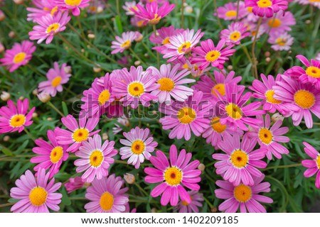 Plants of daisy with red-white flowers