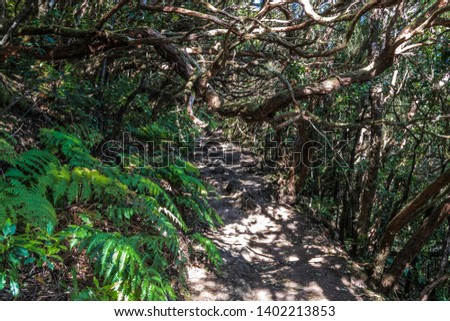 A narrow dirt path passes through the fabulous rain forest under the arches of curved tree trunks along the bare roots.