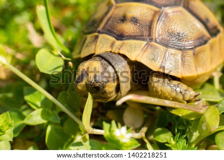 Tortoises are reptile species of the family Testudinidae of the order Testudines. Close-up of turtles looking for food hovering in the garden.