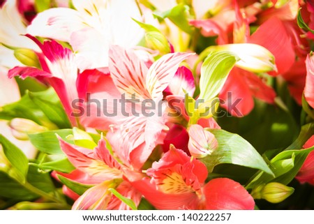 Bouquet of fresh lilies