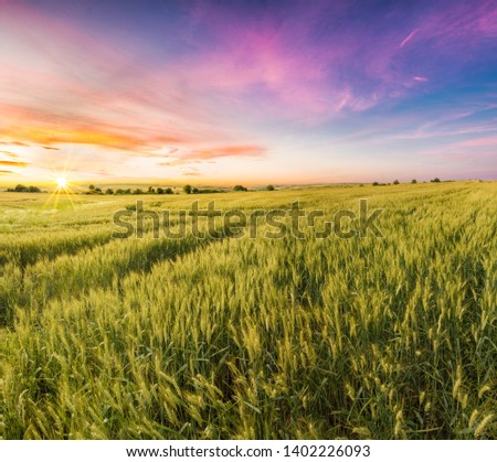 Lovely Panoramic Photo of a Wheat Field at Sunset Time