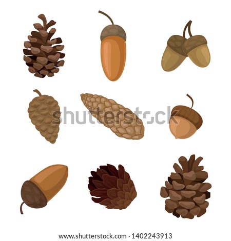 Set of acorns and cones. Vector illustration on white background. Royalty-Free Stock Photo #1402243913