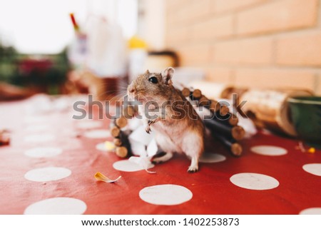 a cream gerbil during a free exit on a red tablecloth with white polka dots