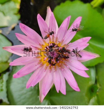 Bees have both perched on and flying into a beautiful pink lotus to collection pollen, close up and top view.