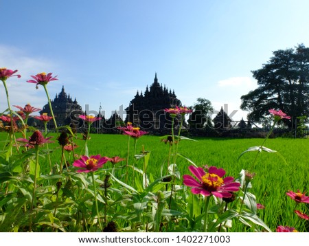 Zinnia flowers and Plaosan Temple with blue sky. Beautiful Indonesian landscape. This picture is suitable for wallpaper or background. Indonesian landscape