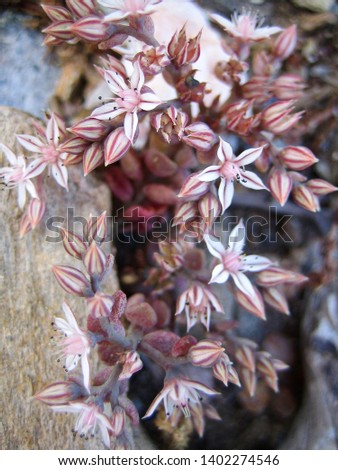 Sedum creticum macro flower Convolvulaceae family background fine prints.