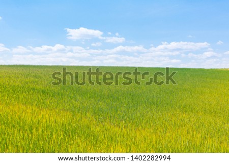 Green wheat field on a blue sky with white clouds. Wonderful contrast of colors.