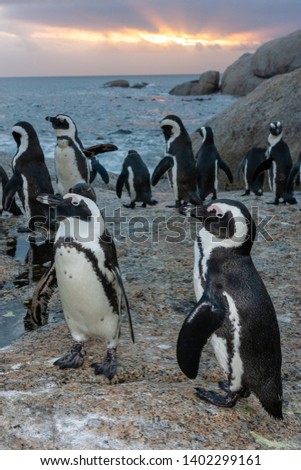 african penguin bolder beach cape town  national parks and nature reserves of south africa