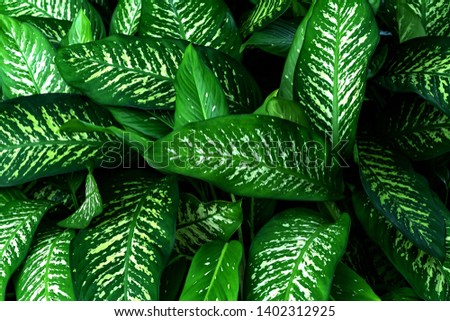 Green leaves pattern,leaf Dieffenbachia or Dumb Cane tree  in garden,leaf exotic tropical