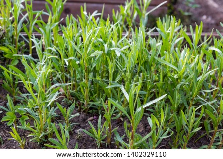 green plants of tarragon on a bed in the spring garden Royalty-Free Stock Photo #1402329110