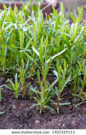 green plants of tarragon on a bed in the spring garden Royalty-Free Stock Photo #1402329113