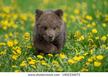 Brown bear cub playing on the summer field. Ursus arctos in grass with yellow flowers