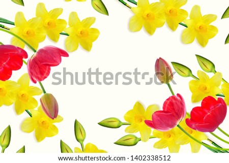 spring flowers narcissus, tulip  isolated on white background