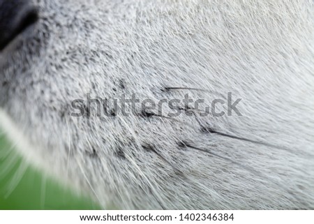 Alaskan Malamute breed dog close up. Selection focus. Shallow depth of field.