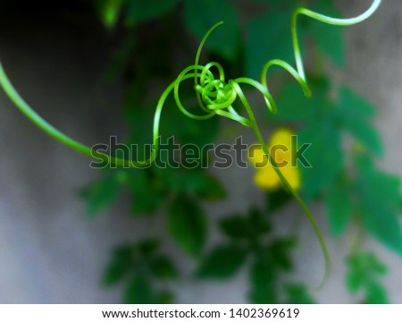 Intertwined and curled Tendrils Of cucamelon vine (Melothria scabra ) with blurred yellow flower and leaves in the background. Lira, Uganda.