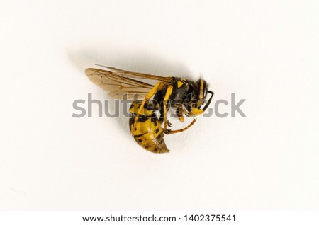 insect flying bee isolated yellow