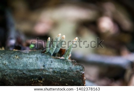 Xylaria polymorpha fungus, commonly known as dead man's fingers Royalty-Free Stock Photo #1402378163