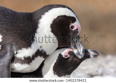 pinguin national parks and nature reserves of south africa