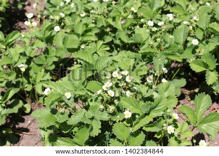 blooming strawberry, white flowers, color photography