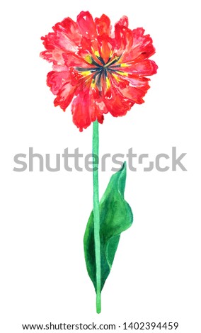 Red terry tulip. Hand drawn watercolor illustration. Isolated on white background.