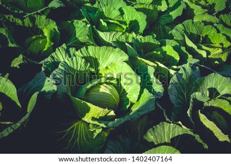 Field with white planted cabbage