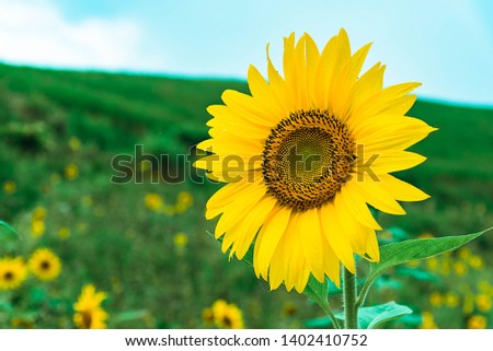 Close-up of sun flower against with green background