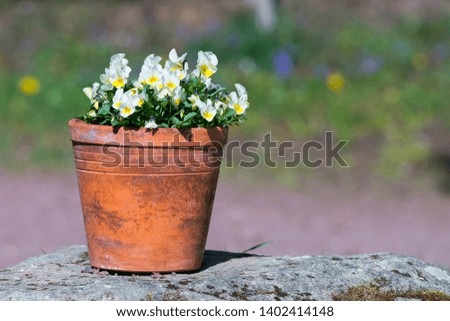 Garden flowerpot on rock with colorful flower background. White potted pansy flowers in plant school - Pottery for plants details.