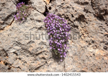 Aubretia flowers in spring  - ( Aubrieta deltoidea)