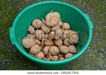 a pile of brown raw potatoes in a green plastic basin on gray asphalt