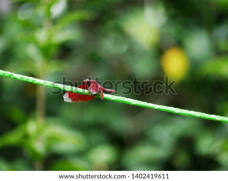 Red dragonfly resting on green cloth line
