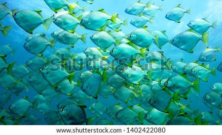 School of Batfish in blue water Royalty-Free Stock Photo #1402422080