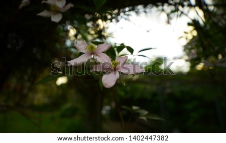 pink flowers of a tree at sunset