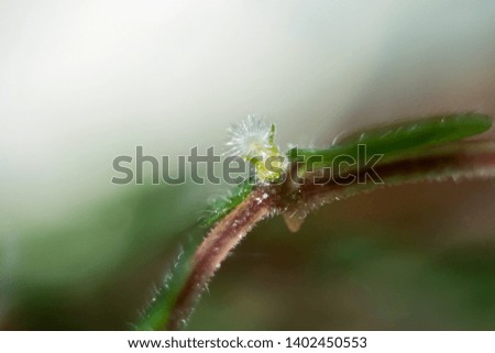 Macro photo of a flower on the grass, soleyroliya, beautiful greens, freshness