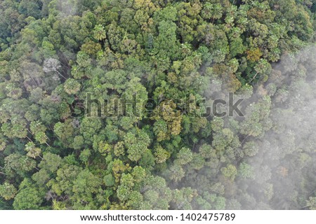 Forest canopy aerial photo. Mountain forest landscape 