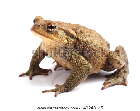 	European toad (Bufo bufo) isolated on white