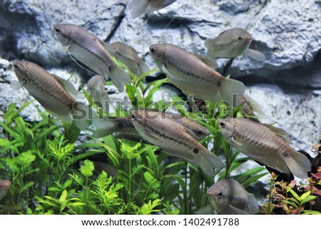 The snakeskin gourami (Trichopodus pectoralis) are swimming in freshwater aquarium. they are a species of gourami native to Southeast Asia, peaceful fish that can be kept in a community tank.