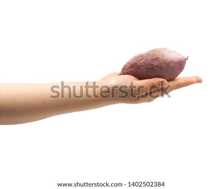                 

Female hand holding Purple Colored Sweet Potatoes on a white background                