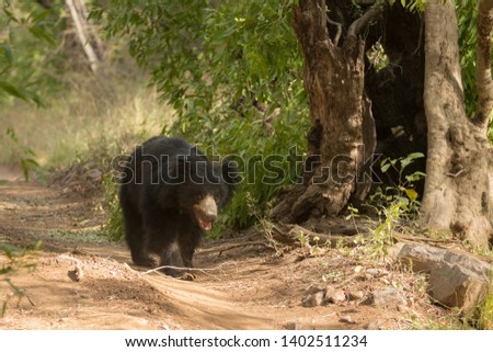 cute wild sloth bear walking in jungle