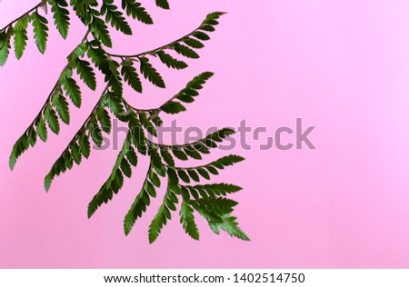 Beautiful green branch with soft pink background.
