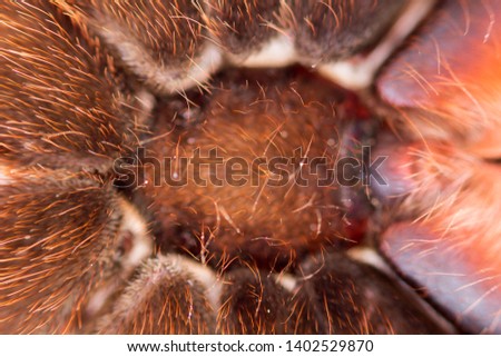 Spider tarantula Phormictopus auratus closeup. Photo dangerous spiders hairy abdomen, from where the legs go