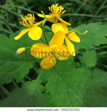 Macro photo of nature yellow flowers of celandine. Background blooming flowers plant celandine.
