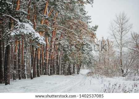 Winter day in the pine forest. Young green trees of pines covered snow. Forest road